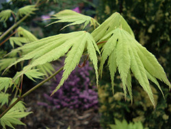 Acer palmatum 'Kihachijo' — photo 2